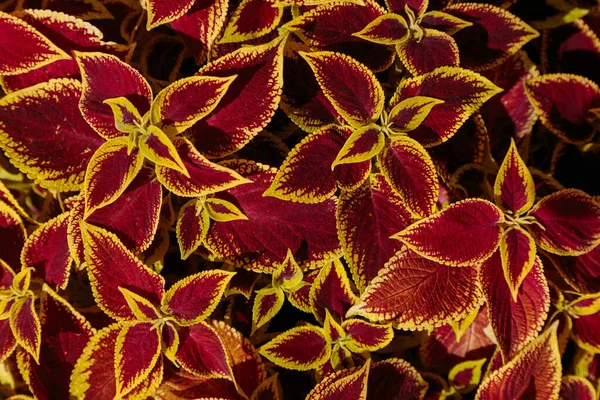 Decorative Lawn Leaves Creative Layout Made Red Yellow Foliage Abstract — Stock Photo, Image