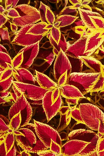 Decorative Lawn Leaves Creative Layout Made Red Yellow Foliage Abstract — Stock Photo, Image