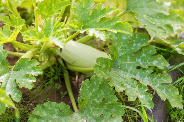 Зеленые кабачки в саду и маленькие растущие кабачки — стоковое фото