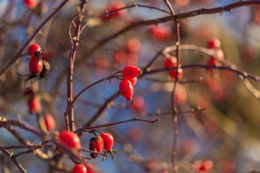 Beyaz karın arka planında olgun yabani gül böğürtleni dalları