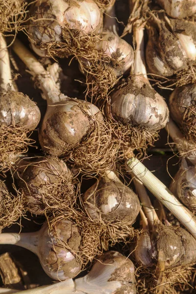 Ahşap zemin üzerinde toprak parçalarıyla yeni toplanmış sarımsak. Yemek, hasat..