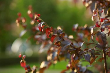 Batan güneşin ışınlarında kırmızı yaprakları olan bir elma dalı.