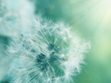 Dandelion Flowers with Copy Space vivid color background for designer with selective soft focus. clipart