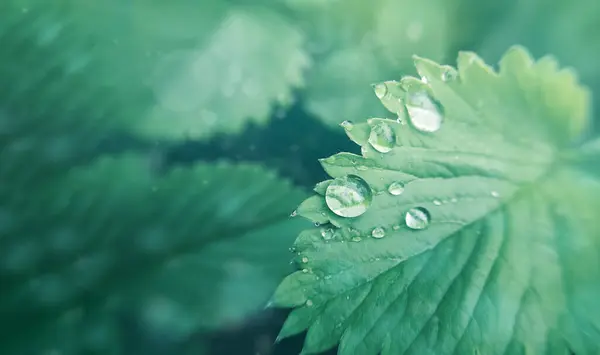 Rocíe Gotas Una Hoja Hierba Con Fondo Color Vivo Para —  Fotos de Stock