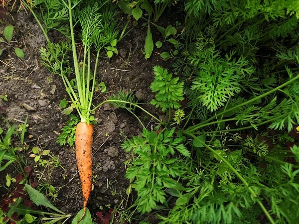 Урожай Морковь Рядом Садом Вид Сверху Природа — стоковое фото