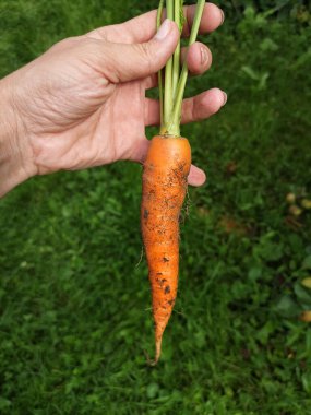 Kentsel Çiftçi 'nin organik havuç hasatının organik tarım kavramına yakından bakışı.