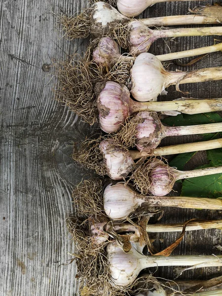 Bulbos Ajo Recién Recogidos Sobre Fondo Madera Suciedad Concepto Agricultura — Foto de Stock