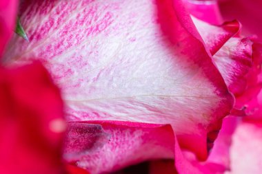 Kırmızı gül yaprağı deseni, yakın plan, bulanık, yumuşak seçici odak.