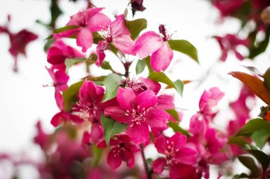 Çiçek açan kırmızı çiçekli bir elma ağacının dalı, ön plana odaklan, bulanık arka plan, seçici odak. Bahar çiçekleri.