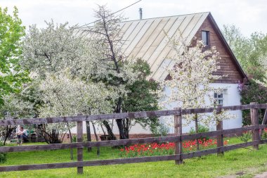 Moskova, Rusya - 16 Mayıs 2013: Müze-Rezerv Kolomenskoye 'deki ahşap binaların görüntüsü, Mayıs ayında elma ve kiraz ağaçlarının çiçek açması.