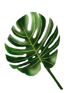 Kartlarda ve diğer basılı materyallerde tasarımcı kullanımı için tropikal yeşil yapraklı suluboya çizimleri