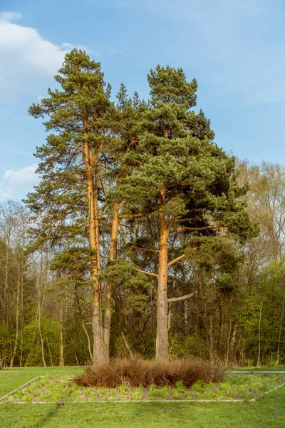 Beautiful spreading tall pine trees against the blue sky vertical photo.