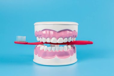 Temiz diş macunu modeli ve mavi arka planda kırmızı diş fırçası. Düzgün ağız bakımı konsepti, hijyen....