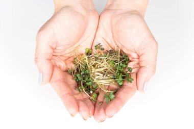 Beyaz hardallı mikroyeşil lahanalar kadınların avuçlarında yatar. Evde bahçıvanlık ve evde yeşillik yetiştirme kavramı. Sağlıklı yemek ve yaşam tarzı.