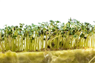 Beyaz arka planda izole edilmiş tohumlar için özel bir alt tabakada yetişen taze beyaz hardallı mikroyeşiller. Evde bahçıvanlık ve evde yeşillik yetiştirme kavramı. Sağlıklı yemek ve yaşam tarzı.