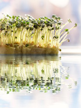 Genç, yeşil, beyaz hardal filizleri günbatımının ışığında pencerenin kenarına yakın çekim yaparak suya yansıyor. Yumuşak seçici odak ve bokeh ile bulanık arkaplan.