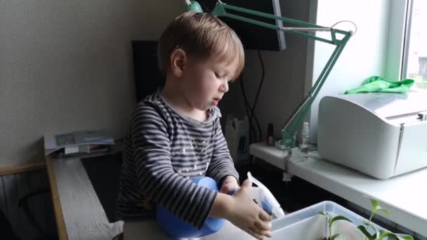テーブルの上に座っている間 スプレーボトルから苗に水をやる小さな男の子 高品質4K映像 — ストック動画