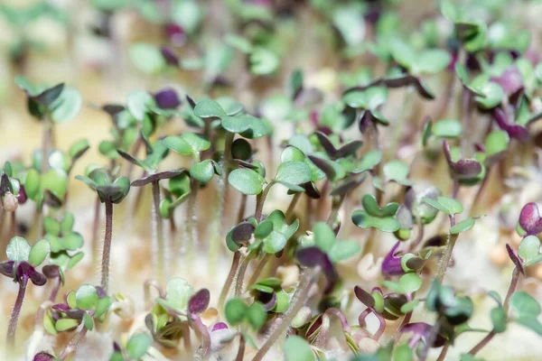 嫩绿色芥末芽 在种子萌发的特殊基质上的友好芽 — 图库照片