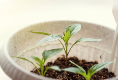 Pencere kenarındaki saksılarda biber fidelerinin ilk yapraklarını yakından çek..