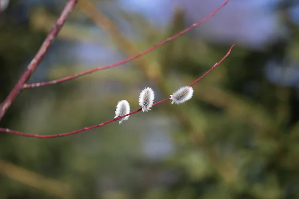 Fluffy Branches Pussy Willow Blossomed Spring Easter — Fotografia de Stock