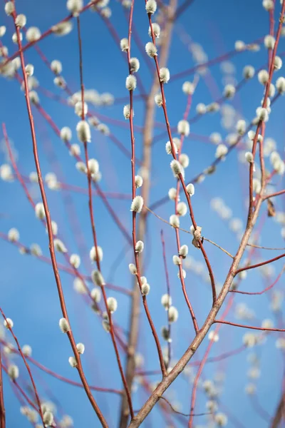 Fluffy Branches Pussy Willow Blossomed Spring Easter Background Blue Sky — 图库照片