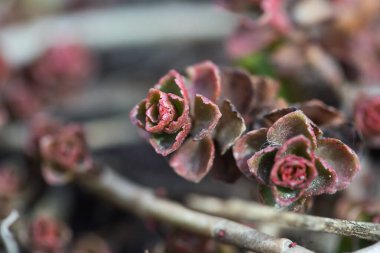 İlkbahar çiçeklerinin ilk yeşil filizleri güneşe doğru yol alır, etraflarında kar vardır.