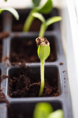 Kabak filizlerinin ilk yapraklarını pencerenin kenarındaki saksılarda, bulanık bir arka plan ve seçici bir odak noktasıyla yakın plan.