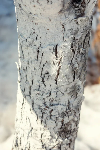 Яблоко Груша Ствол Дерева Покрыты Белой Краской Белизны Защиты Солнечных — стоковое фото