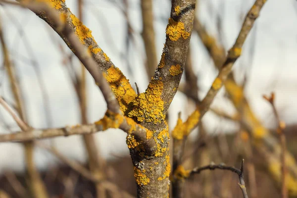 Strom Větev Pokrytá Oranžovým Lišejníkem Detail Makro Fotografie — Stock fotografie