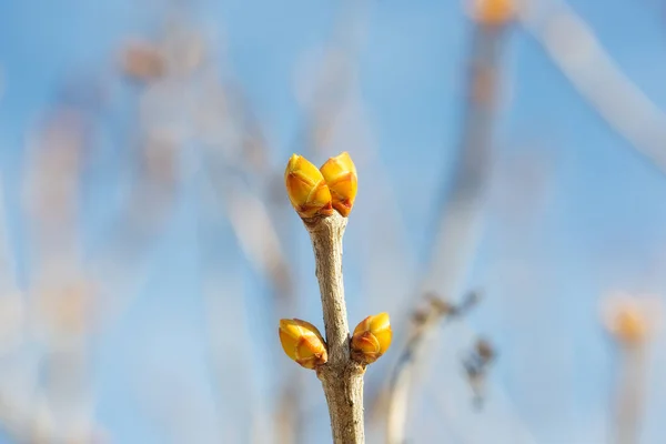 绿芽树的枝条 春天绿芽膨大 与蓝天的近照相映成趣 — 图库照片