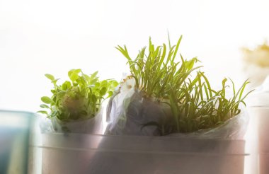 Pencere pervazındaki saksılarda fidelerin ilk yapraklarını yakın plan ve seçici odaklı.