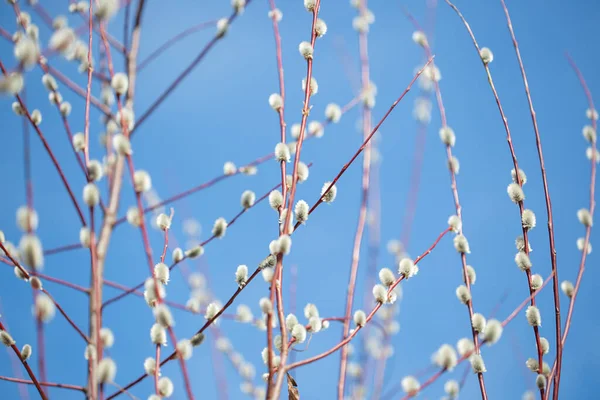 Fluffy Branches Pussy Willow Blossomed Spring Easter Background Blue Sky — Stock fotografie