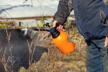 Yaşlı bir adam bahçedeki çalıları ve ağaçları sprey şişesinden çıkan mantar öldürücü solüsyonla, baharda bahçede tedavi ediyor.