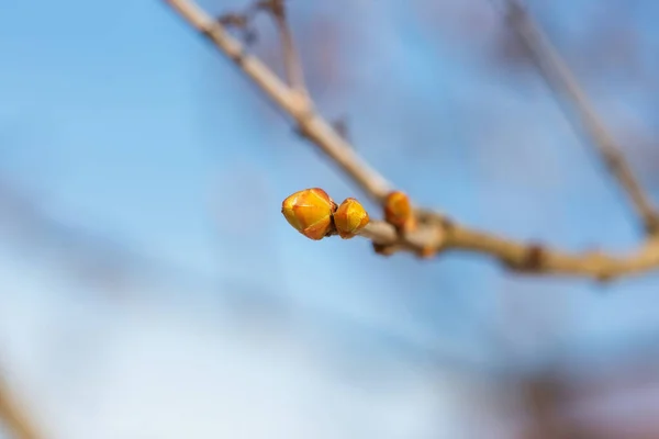 Ramo Uma Árvore Com Botões Verdes Inchados Primavera Contra Céu — Fotografia de Stock