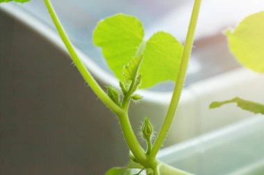 Yatay formatta kullanışlı plastik kaplarda kabak filizleri. Bahar bahçesi işi..