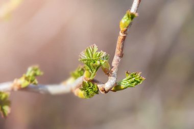 Mart veya nisan aylarında ilkbaharda üzümlü dallarda taze yeşil tomurcuklar ve yatay olarak fotokopi alanı. Yeniden canlanan bir doğanın fotoğrafı.