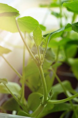 Dikey biçimde kullanışlı plastik kaplarda kabak filizleri. Bahar bahçesi işi..