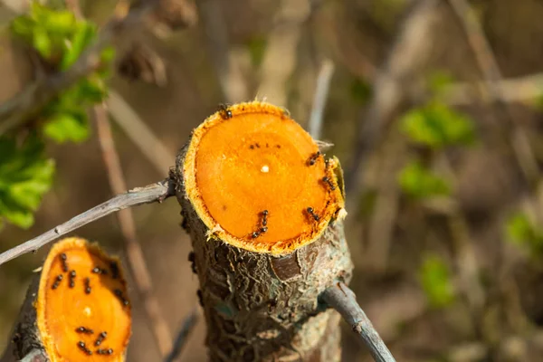 Ameisen Sitzen Auf Einem Baumschnitt Mit Einem Orangenschnitt — Stockfoto