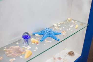 Deniz kabukları, denizyıldızı ve diğer su canlıları sergide..