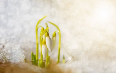 İlk bahar çiçekleri karların ortasında güneşe doğru yol alırlar.