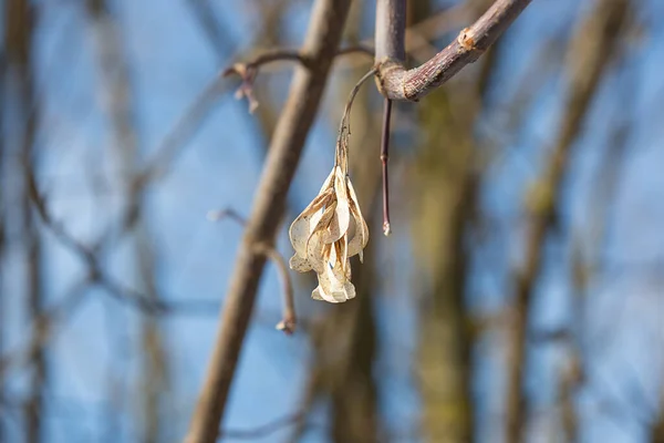 ドライアメリカンメープル種子春に空の木の枝に掛かる — ストック写真