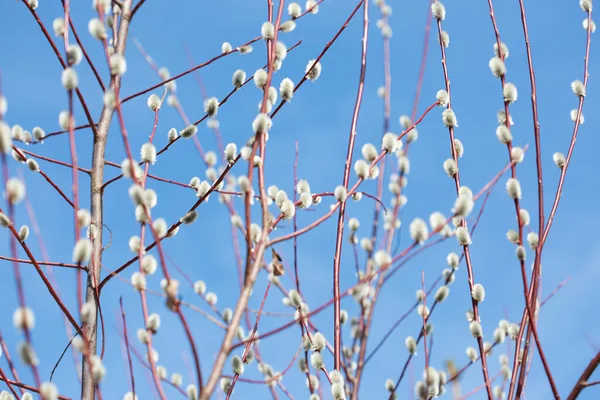 Fluffy Branches Pussy Willow Blossomed Spring Easter Background Blue Sky — Φωτογραφία Αρχείου