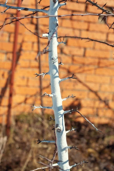 Apfel- oder Birnbaumstamm mit weißer Farbe übertüncht — Stockfoto