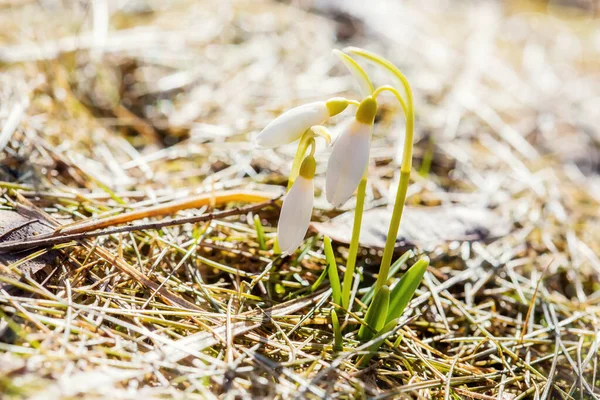 Die ersten Frühlingsblumen der Schneeglöckchen bahnen sich ihren Weg zur Sonne — Stockfoto