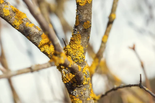 Ramo de árvore coberto com líquen laranja foto macro close-up — Fotografia de Stock