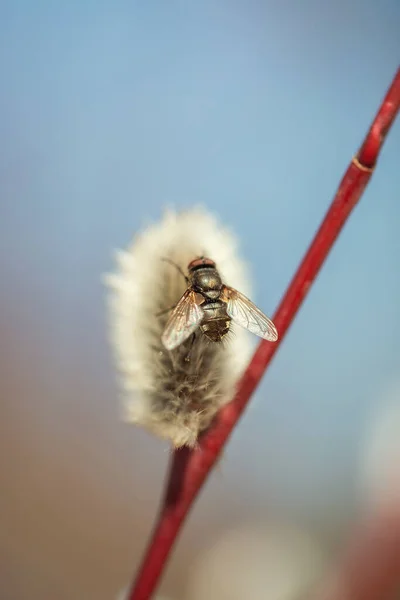 First Sleepy Fly Fluffy Pussy Willow Branches Macro Photography — Stockfoto