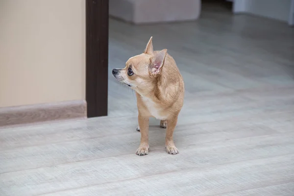 Moscow toy terrier on the floor in the hallway looking aside