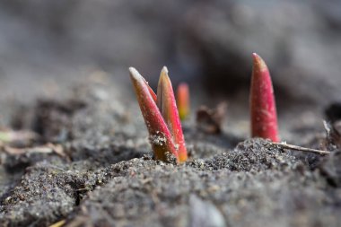 İlkbahar çiçeklerinin ilk yeşil filizleri güneşe doğru yol alır, etraflarında kar vardır.