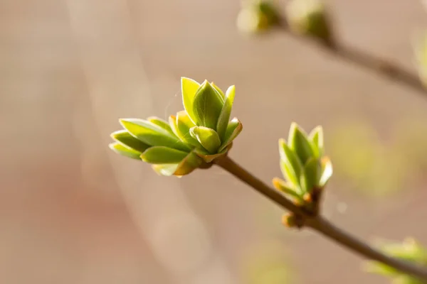 Mart ya da Nisan aylarında bir dalda eflatun tomurcuklanır ve fotokopi alanı ile birlikte güneşe maruz kalır. Yeniden canlanan bir doğanın fotoğrafı.