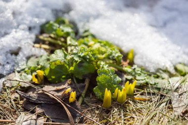 İlkbahar çiçeklerinin ilk yeşil filizleri güneşe doğru yol alır, etraflarında kar vardır.